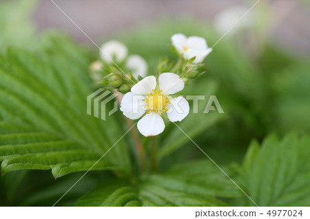 野草莓花 野草莓花 4977024