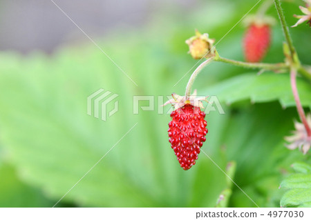 野草莓 4977030
