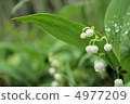 A group of Japanese lily of the valley 4977209