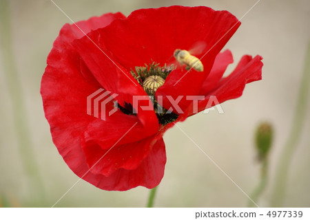 Poppy Poppy 4977339