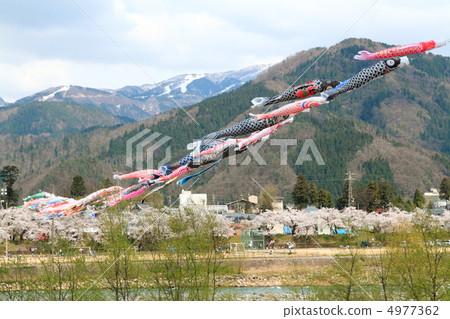 Cherry Blossoms and Carp streamers 4977362