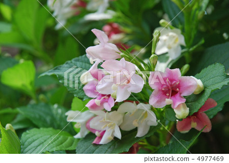 Flower of hakonnettsugi 4977469