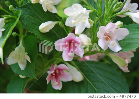 Flower of hakonnettsugi 4977470