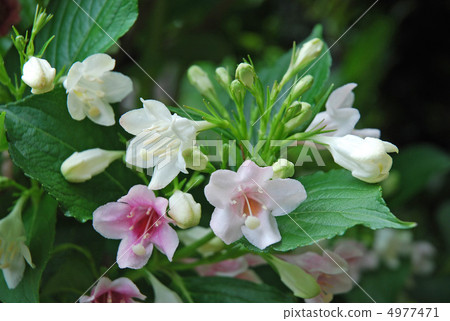 Flower of hakonnettsugi 4977471