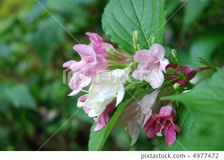Flower of hakonnettsugi 4977472