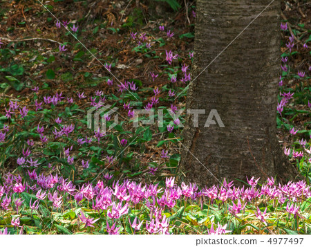 Katakuri組(右側樹) Katakuri組(右側樹) 4977497