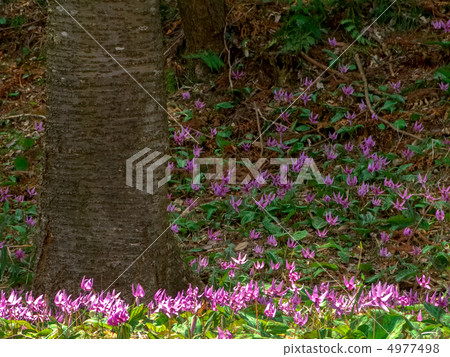 一組貓頭鷹(左邊的樹) 一組貓頭鷹(左邊的樹) 4977498