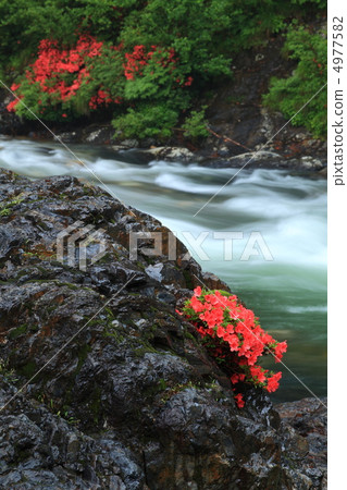 Iwatsutsuji of the Shepatogawa River Iwatsutsuji of the Shepatogawa River 4977582