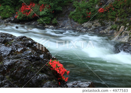 Iwatsutsuji of the Shepatogawa River 4977583