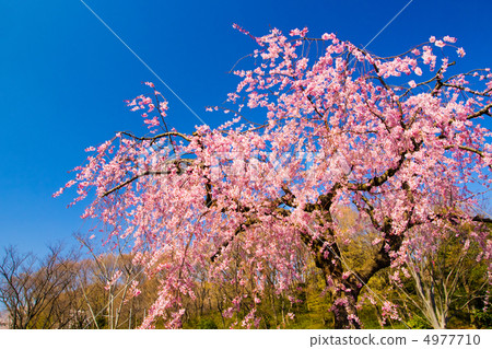 Beni Tidarezakura樹 Beni Tidarezakura樹 4977710