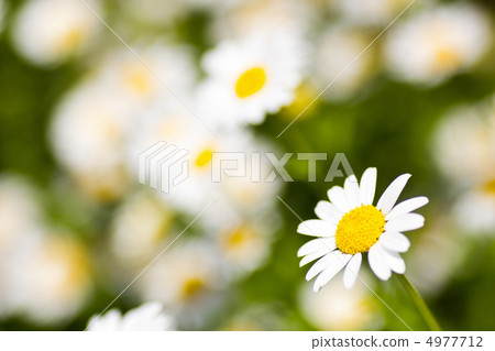 雛菊花園 4977712