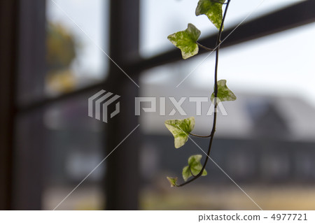 常春藤 常春藤 4977721