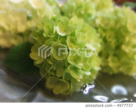 Hydrangea arrangement 4977737