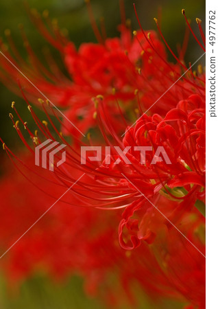 Cluster amaryllis 4977762