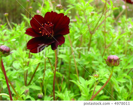 Chocolate Cosmos Chocolate Cosmos 4978011