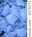  hydrangea 4978273