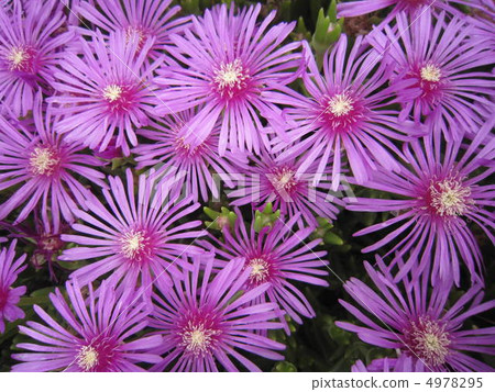 Pink flowers Pink flowers 4978295