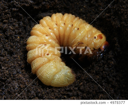 Just before becoming a beetle larvae pupa 1 4978377