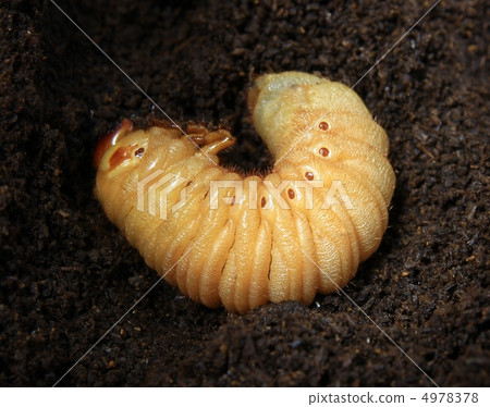 就在成為甲蟲幼蟲蛹2之前 4978378