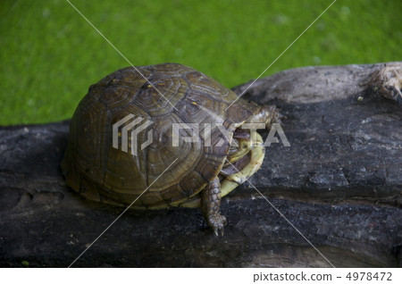 Turtle Turtle 4978472
