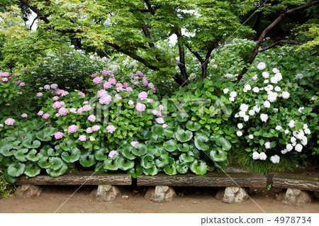 Hydrangea and green in the mainland temple which is raining a little 4978734