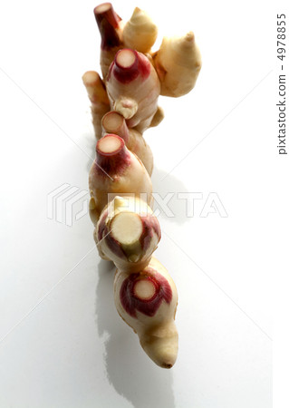 新姜 新姜 4978855