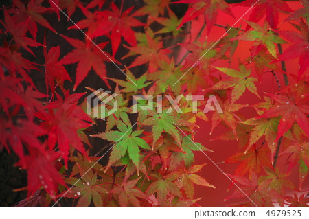 Autumn leaves 4979525