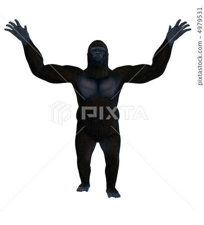 大猩猩 4979531