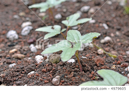 Morning glory 4979605