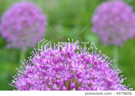 Allium Gigantium 4979606