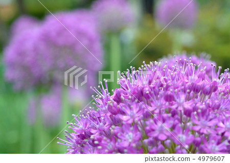 Allium Gigantium 4979607