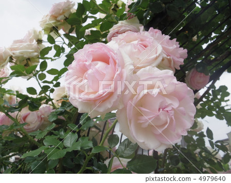 Pierre de Ronsar 4979640