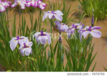 Horikiri is iris Garland white lanterns with indigo veins · Long days of Kanyo Horikiri is iris Garland white lanterns with indigo veins · Long days of Kanyo 4979798