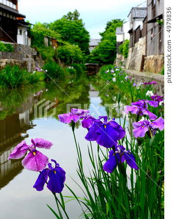 Omihachiman iris Omihachiman iris 4979836