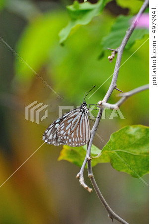 A paradise of a butterfly A paradise of a butterfly 4979941