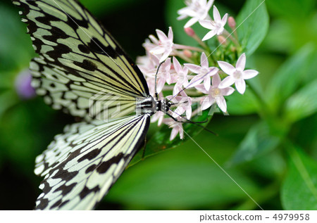 蝴蝶的天堂 4979958