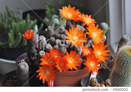 Cactus flower Cactus flower 4980002