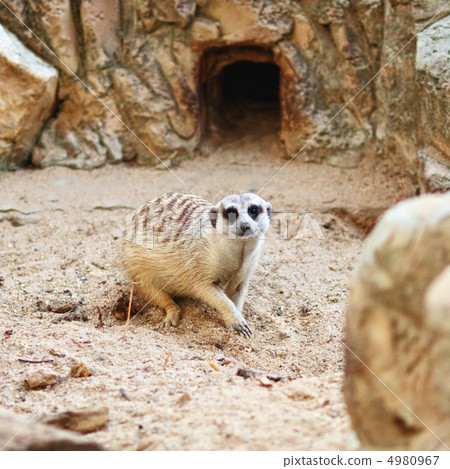 Meerkat Meerkat 4980967
