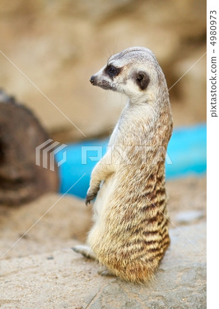 Meerkat Meerkat 4980973
