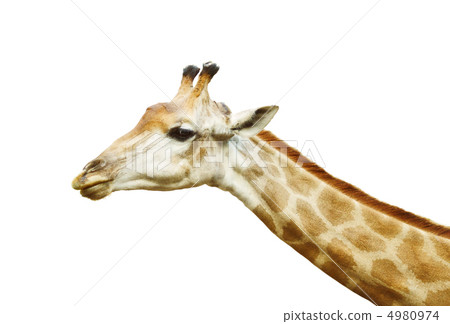 Giraffe Head Giraffe Head 4980974