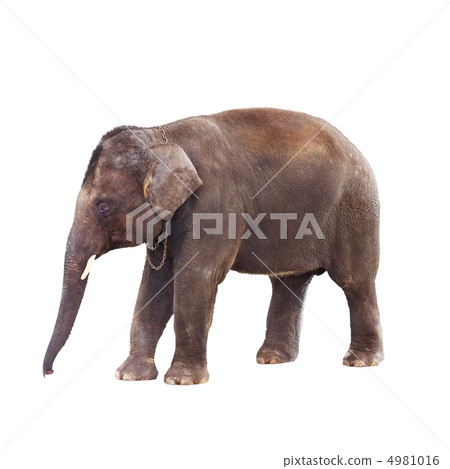 Indian Elephant 4981016
