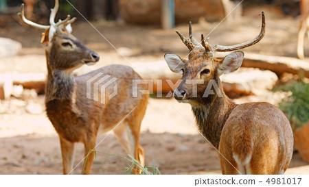 Siamese Eld's deers 4981017