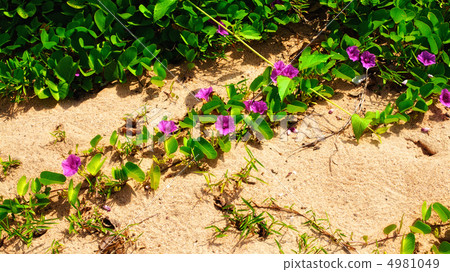 Flowers on a Beach 4981049
