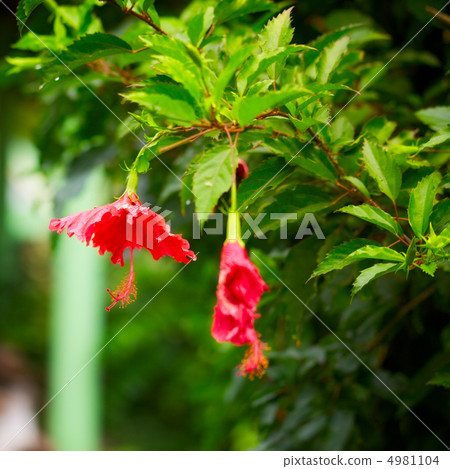 Red Hibiscus Red Hibiscus 4981104