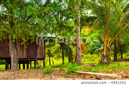 Hut in Jungle Hut in Jungle 4981242