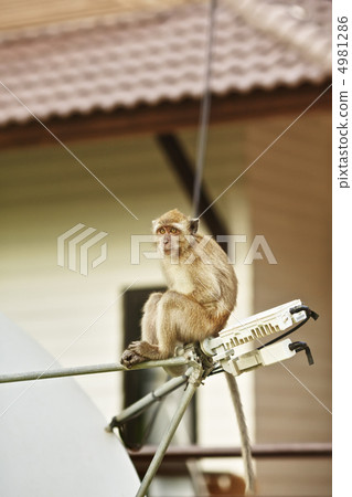 Macaque Monkey 4981286