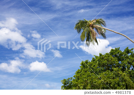 Tropic Jungle Tropic Jungle 4981378