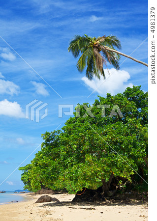 Tropic Beach Tropic Beach 4981379
