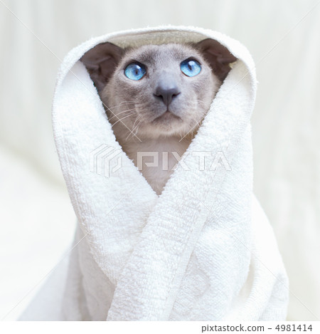 Hairless Cat in Towel Hairless Cat in Towel 4981414