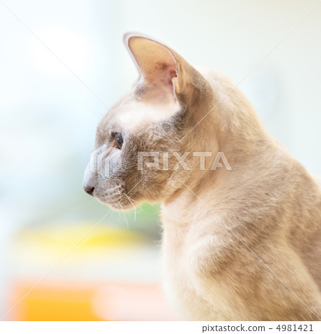 Hairless Cat Hairless Cat 4981421